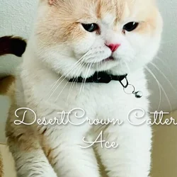 Bicolor Fawn British shorthair male