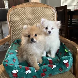 Pomeranian puppies
