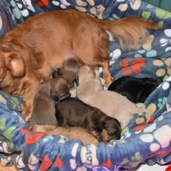 Miniature Dachshund Boys