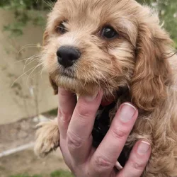 Cavapoochon puppy Poppy (red)