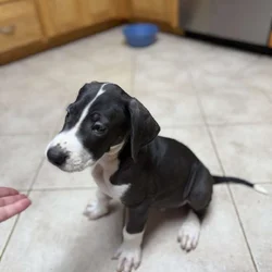 Great Dane puppy