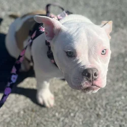 Female 1y6m Micro pocketbully