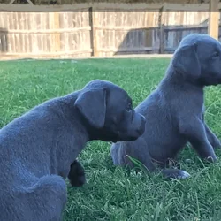🐾 Cane Corso Puppies — Blue & Grey 💙