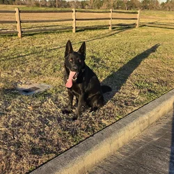 Black German Shepherd puppies 9-wks