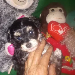 Teddy Bear Maltipoos
