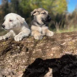 German Shepard puppies