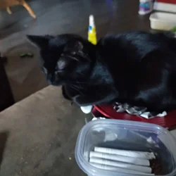 Black domestic short hair about 5 months old.