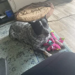 Rehoming Rescue