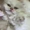 Thumbnail 17