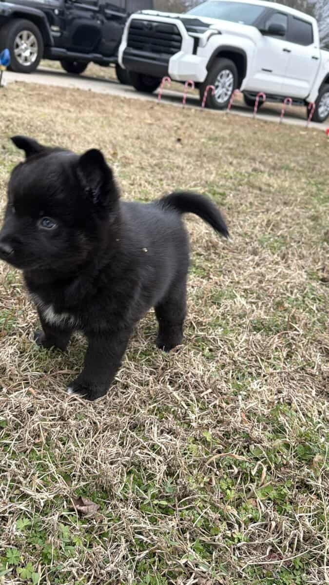 Artur the Pomsky image 5