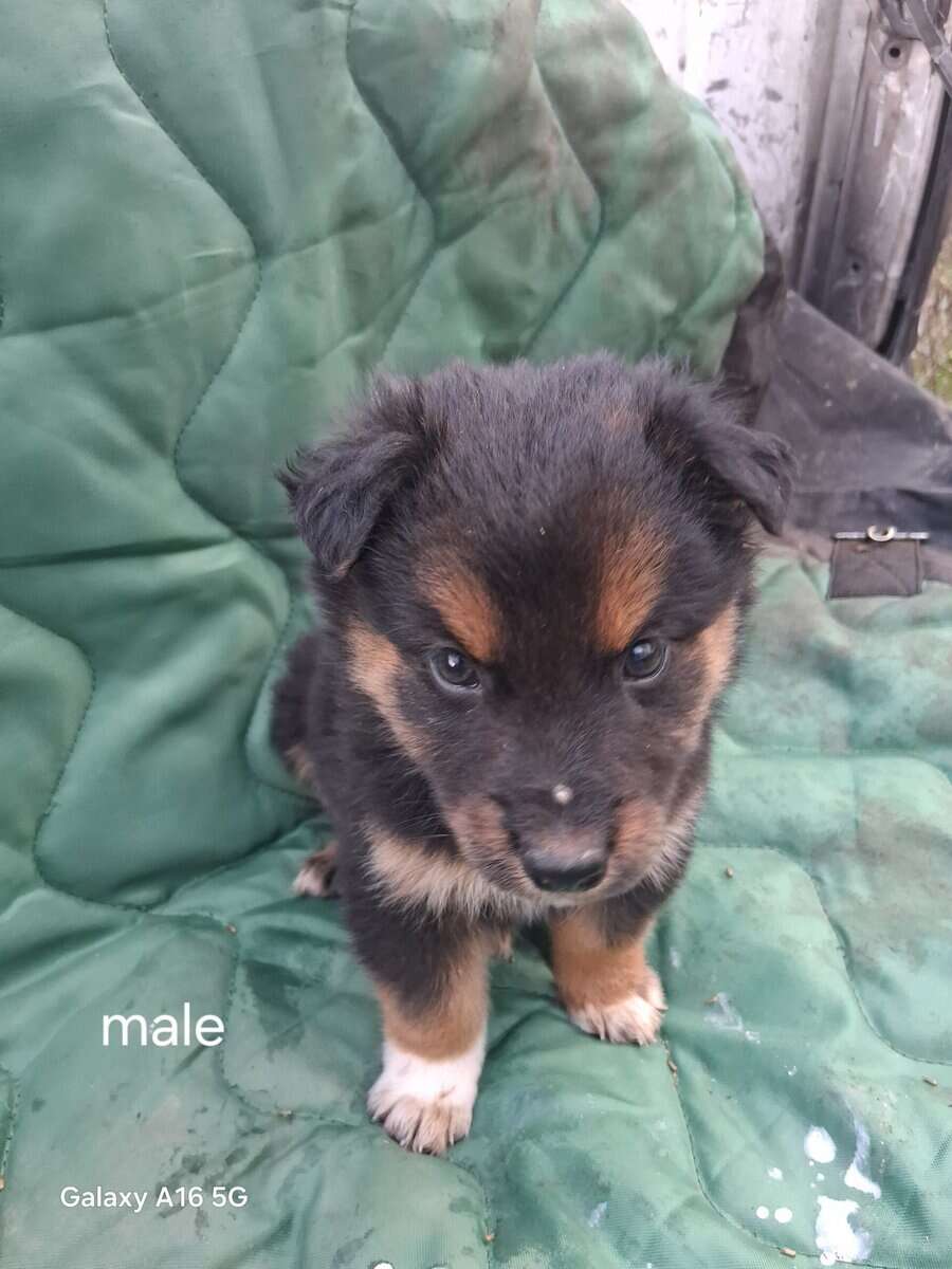 Border collie puppies image 7
