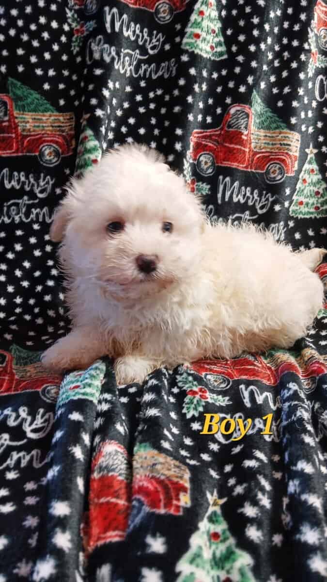 Maltipoo image 1