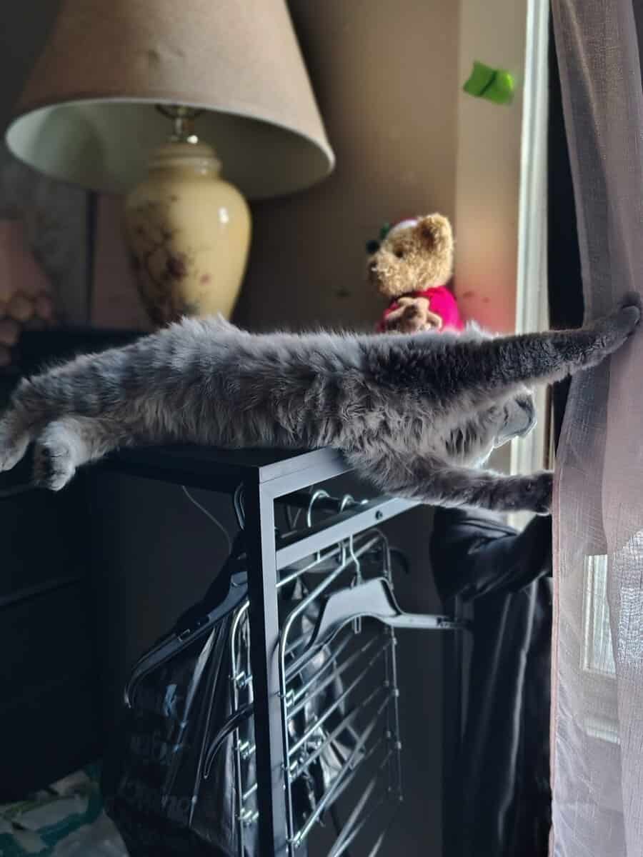 Siberian Kitten need forever home. image 8