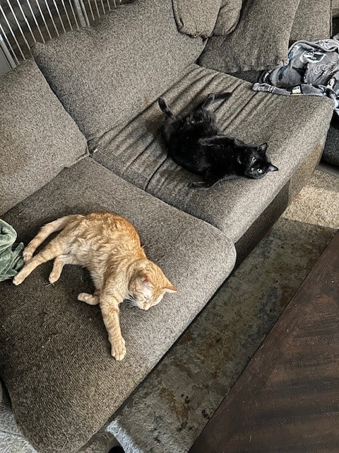 Gentle House Panther Needs His Forever Family image 2