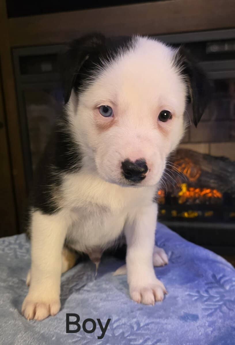 Australian Shepherd/Collie image 3
