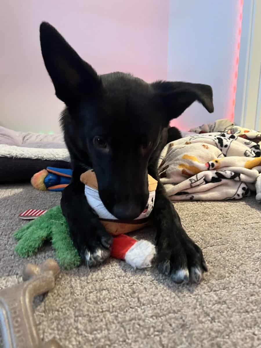 rehoming my dog image 4