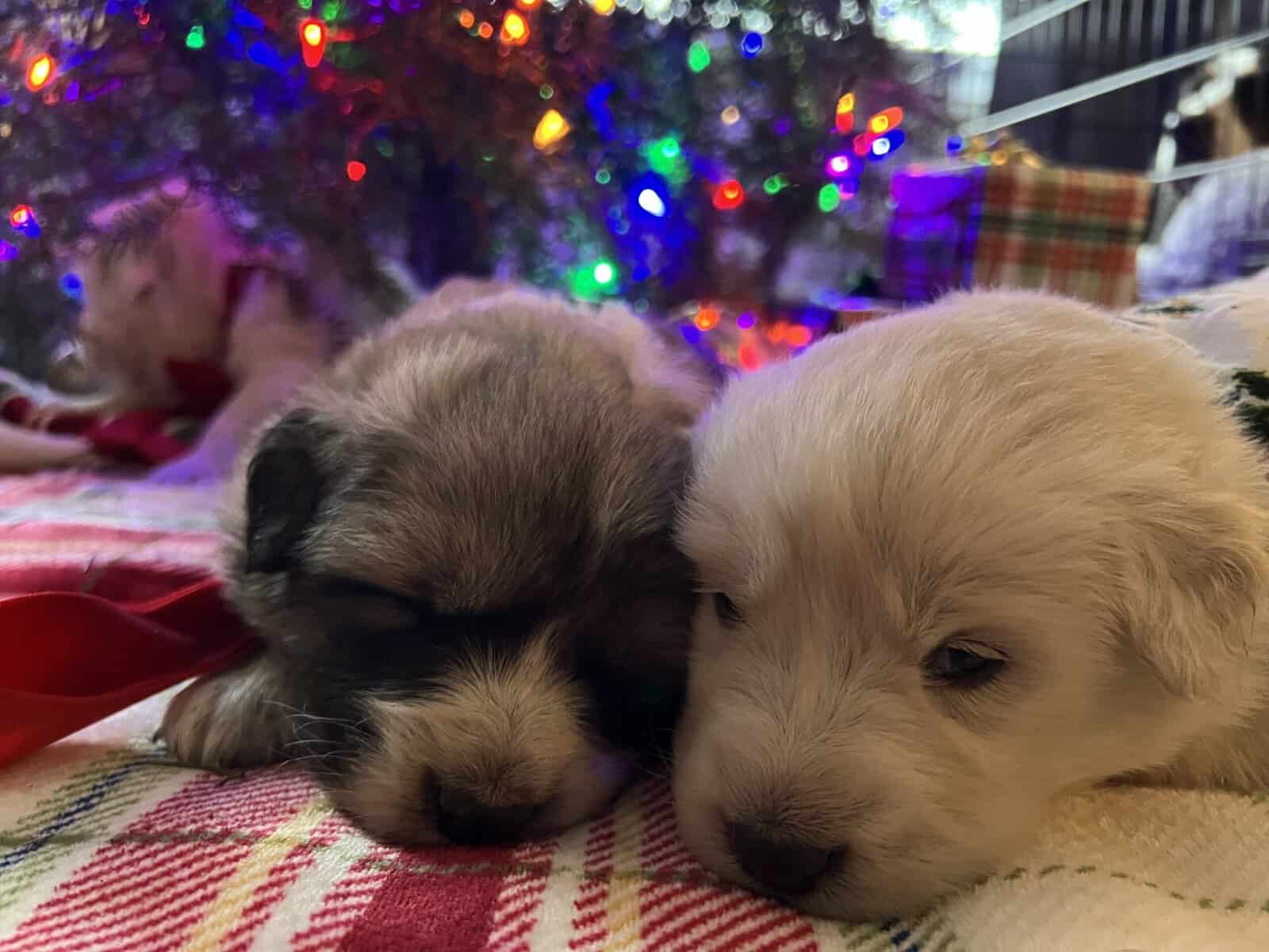 5 Farm Pups image 5