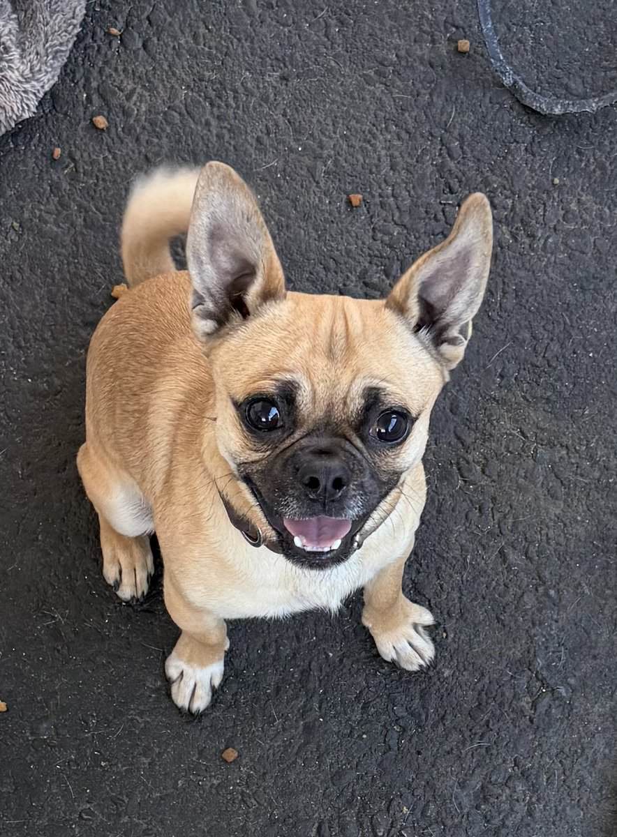 Rehoming my chug pug/chihuahua mix image 1