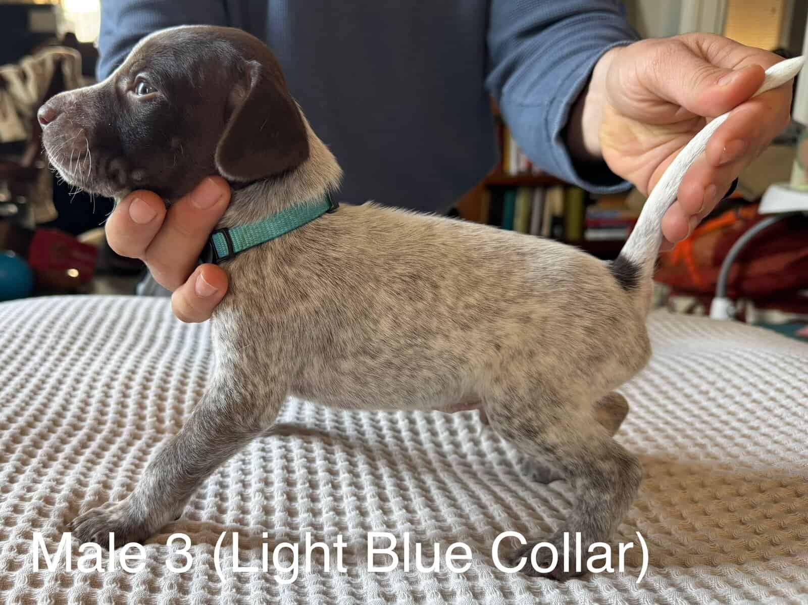 PointerShorthair Pups image 3