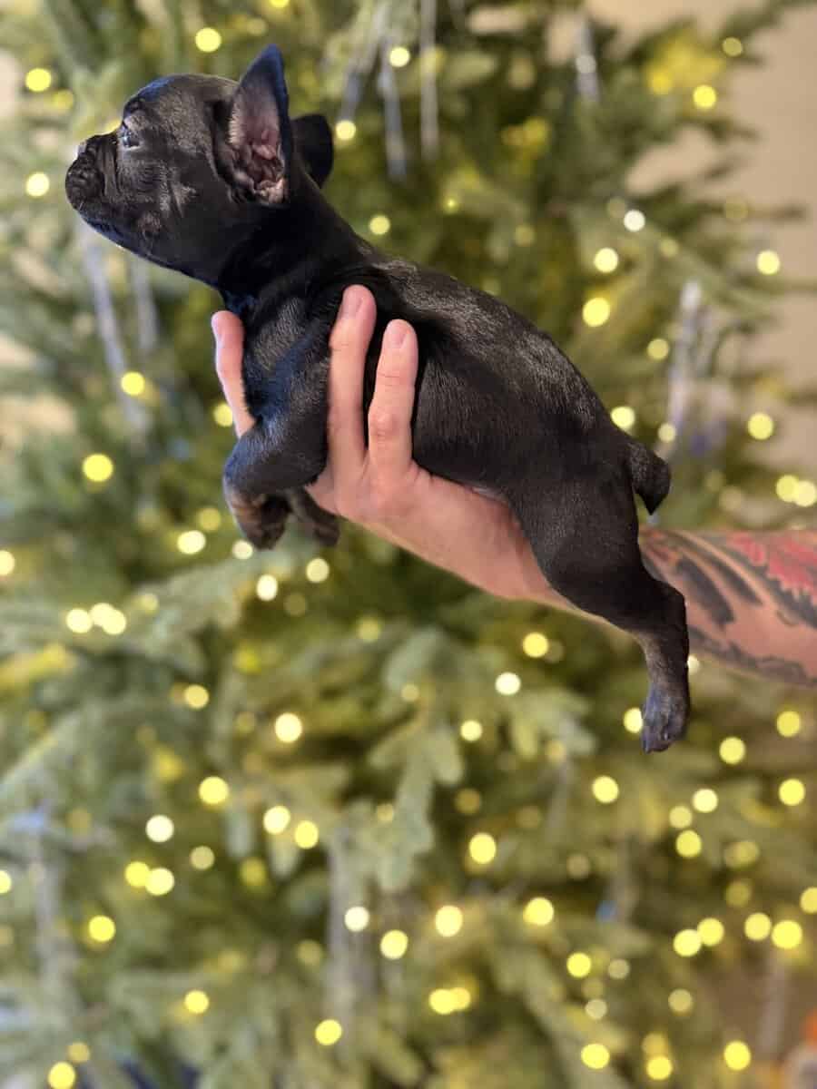 French bulldog puppies image 2