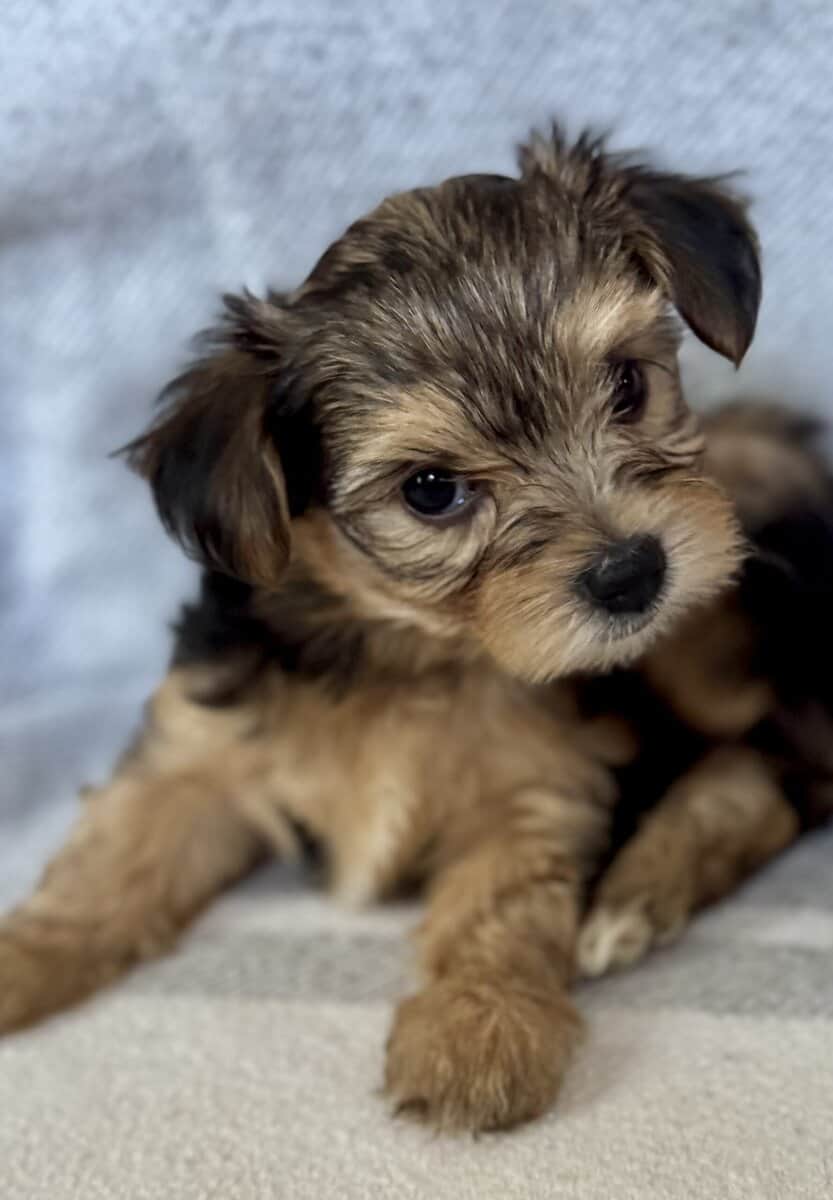 Morkie puppy image 2