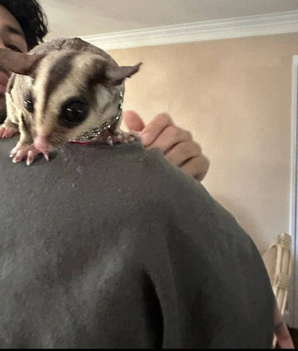 Sugar Glider (colony of 3) image 4