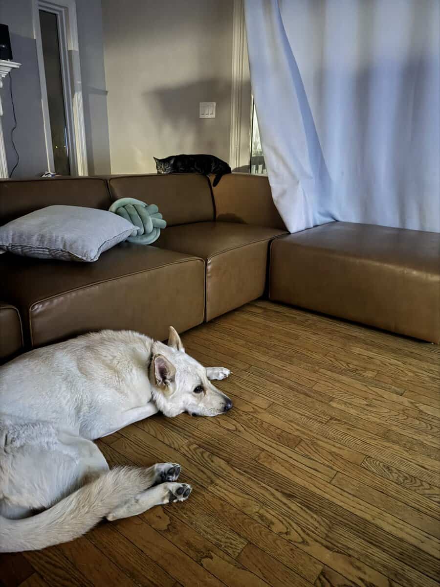 Free White GSD image 3