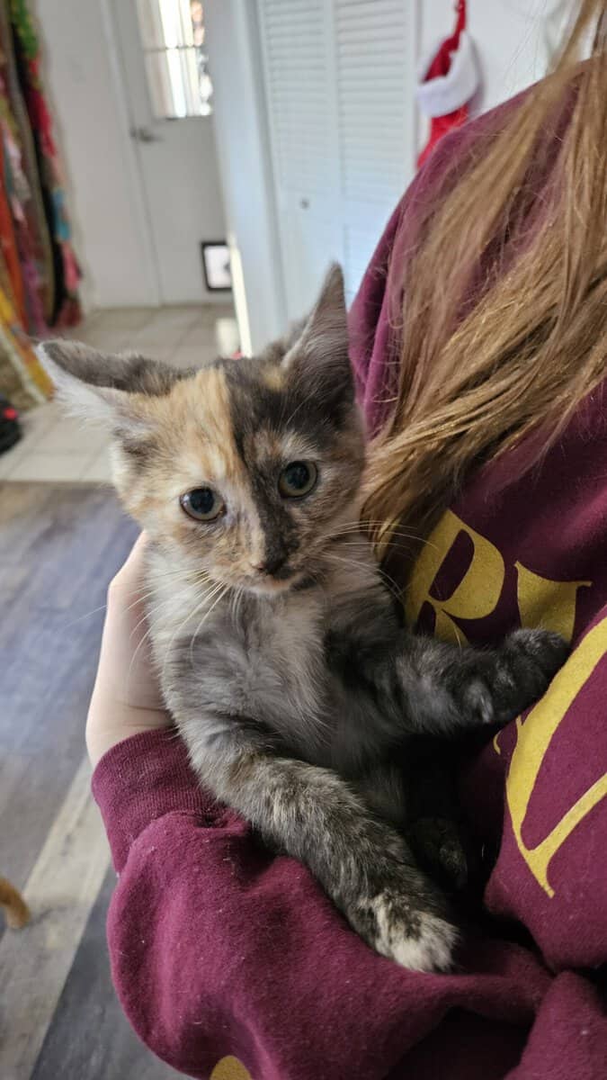 Beautiful split face calico female kitten image 1