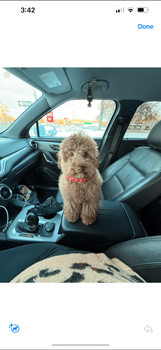 Teddy image 2