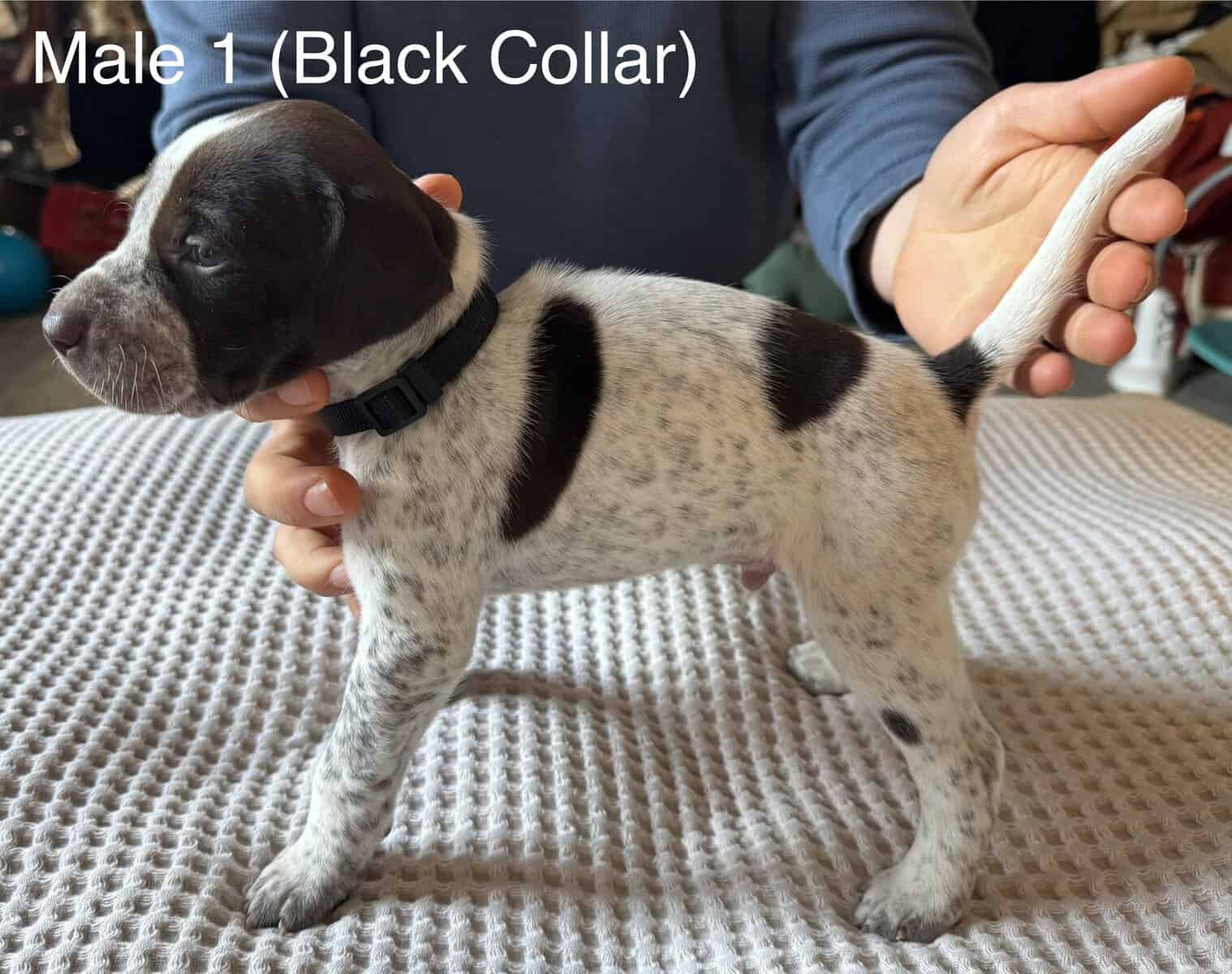 PointerShorthair Pups image 1