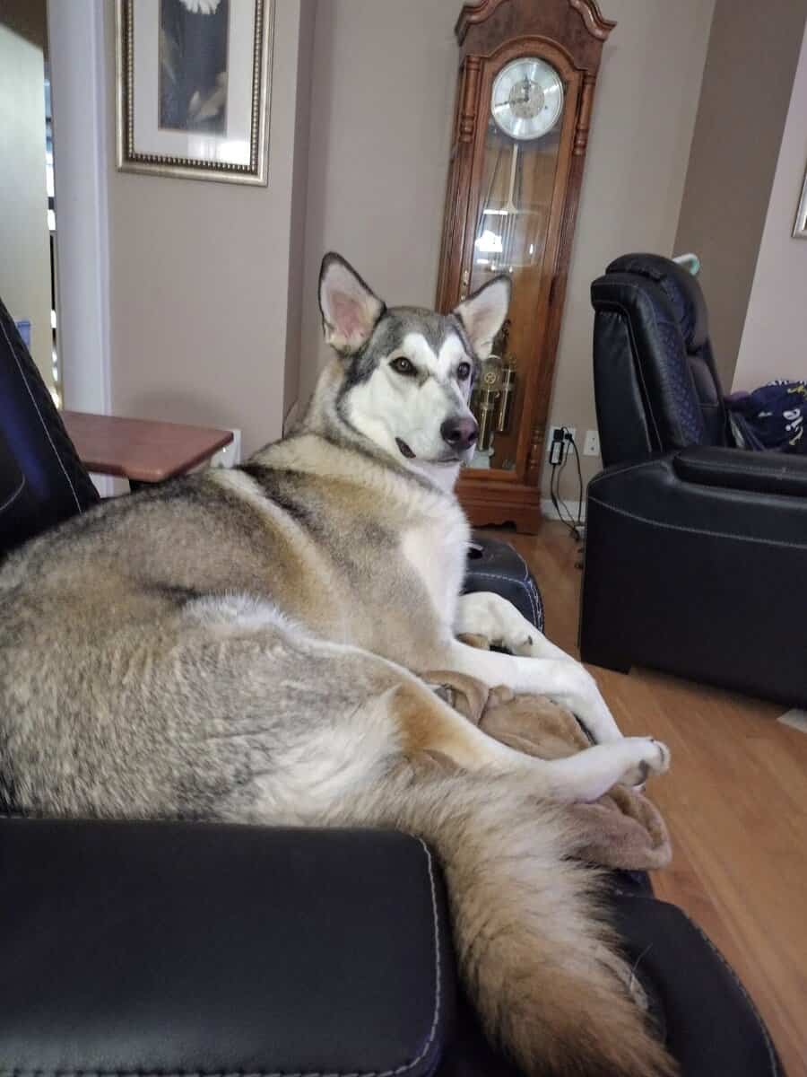 Free fixed Male German shepherd hepherd husky mix image 2