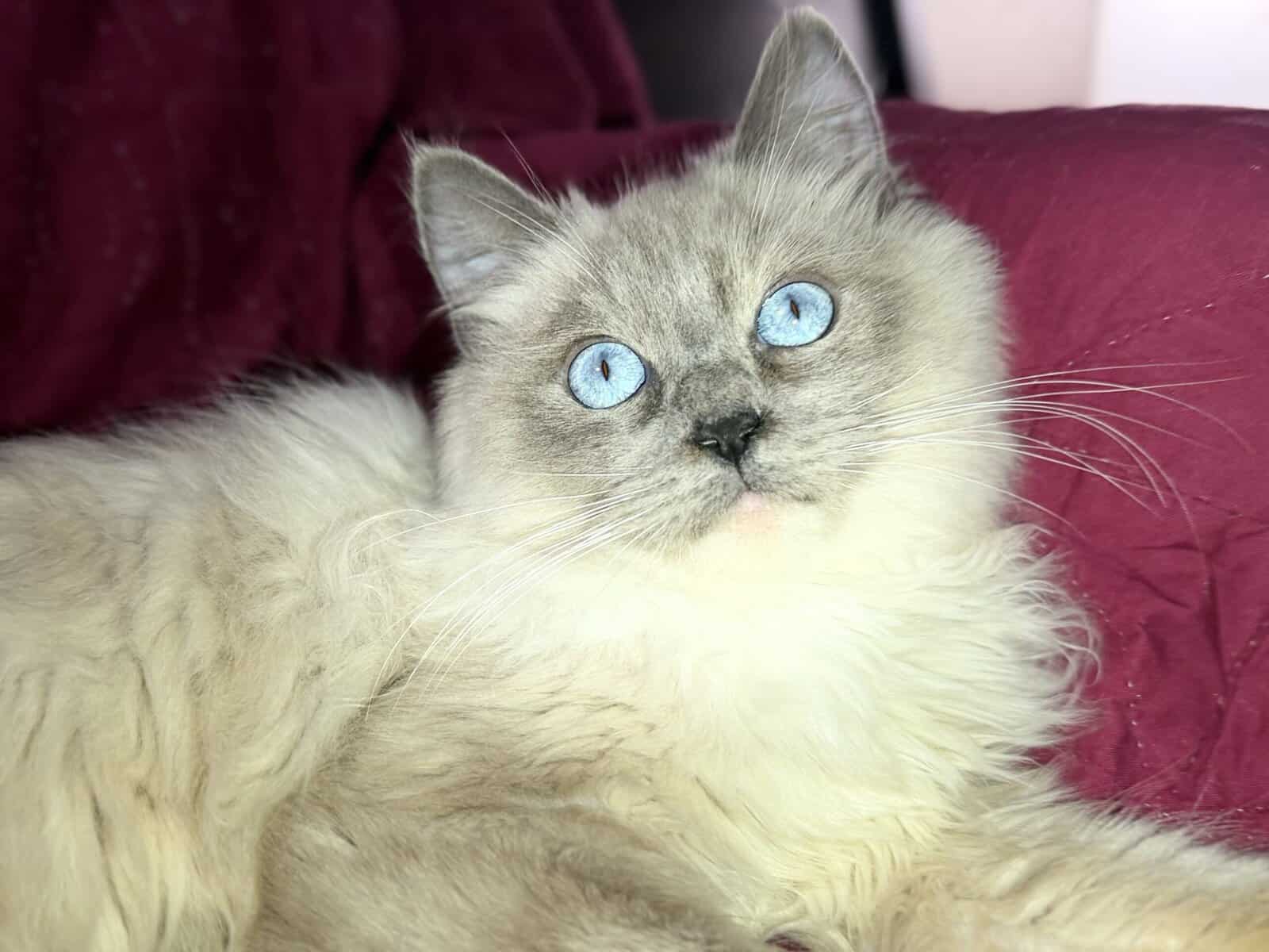Pure Bred Rag doll Kitten named Pepsi image 3