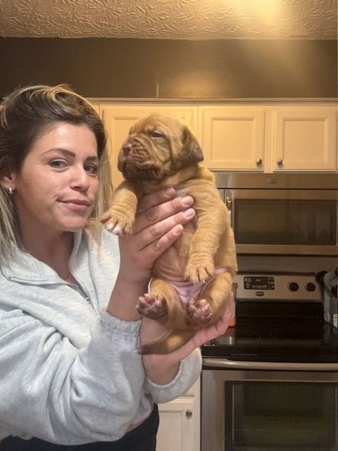 Champ BL/ 8 week old Dogue De Bordeaux pups image 14