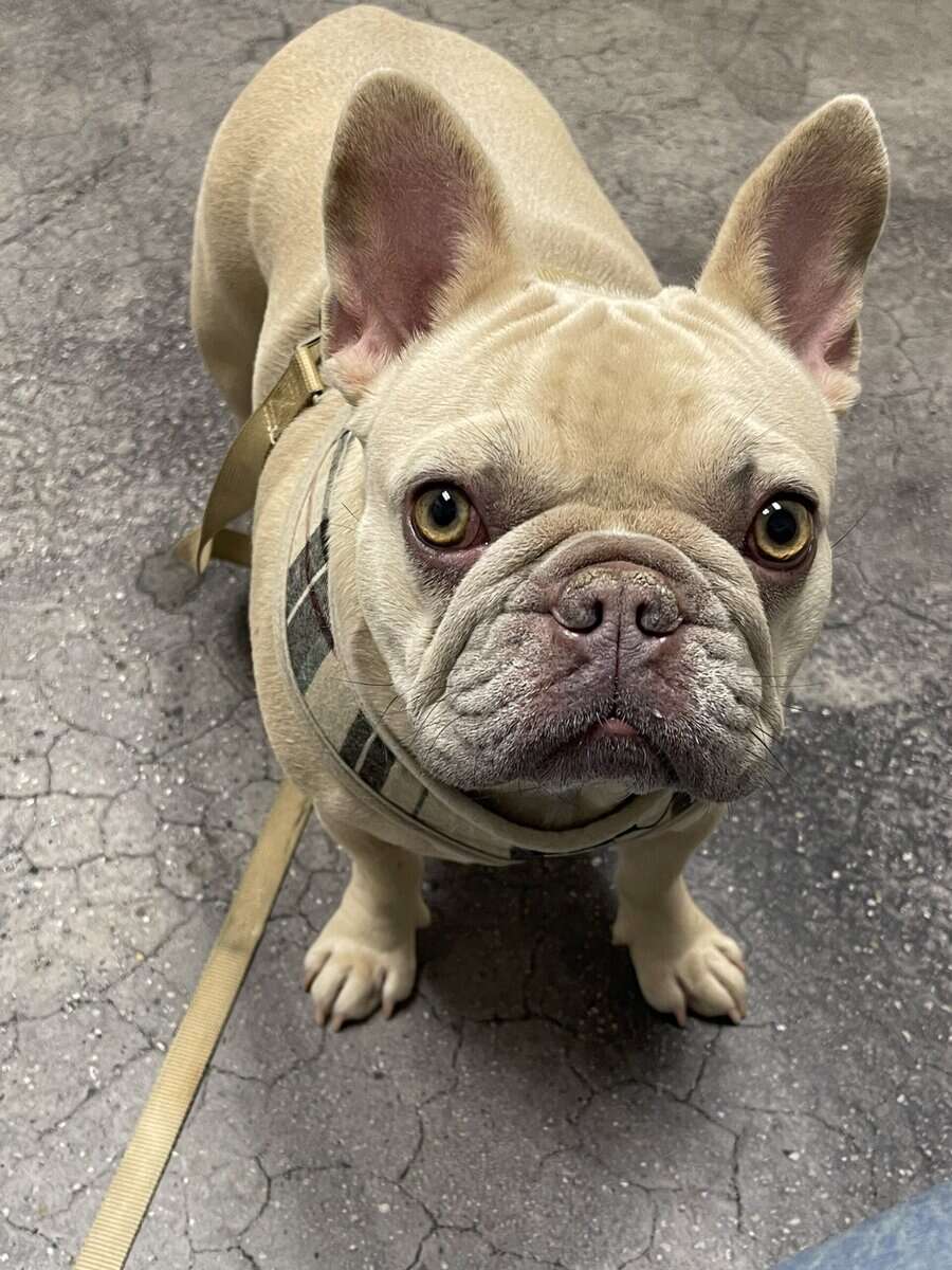 French Bulldog image 4