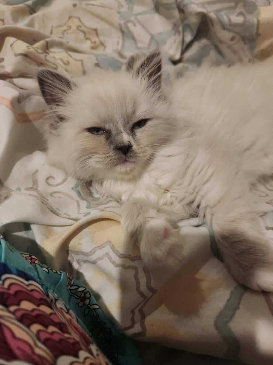 Blue Mitted long hair Ragdoll kitten 12 weeks $800 image 10