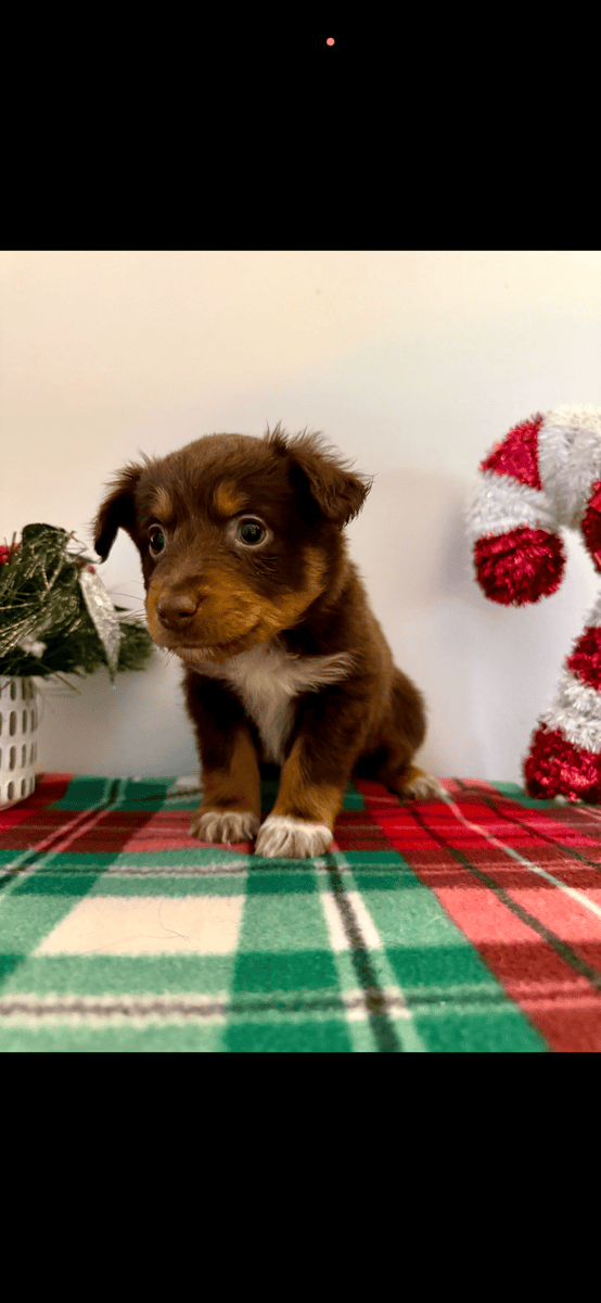 Australian Shepherd Puppies! image 2
