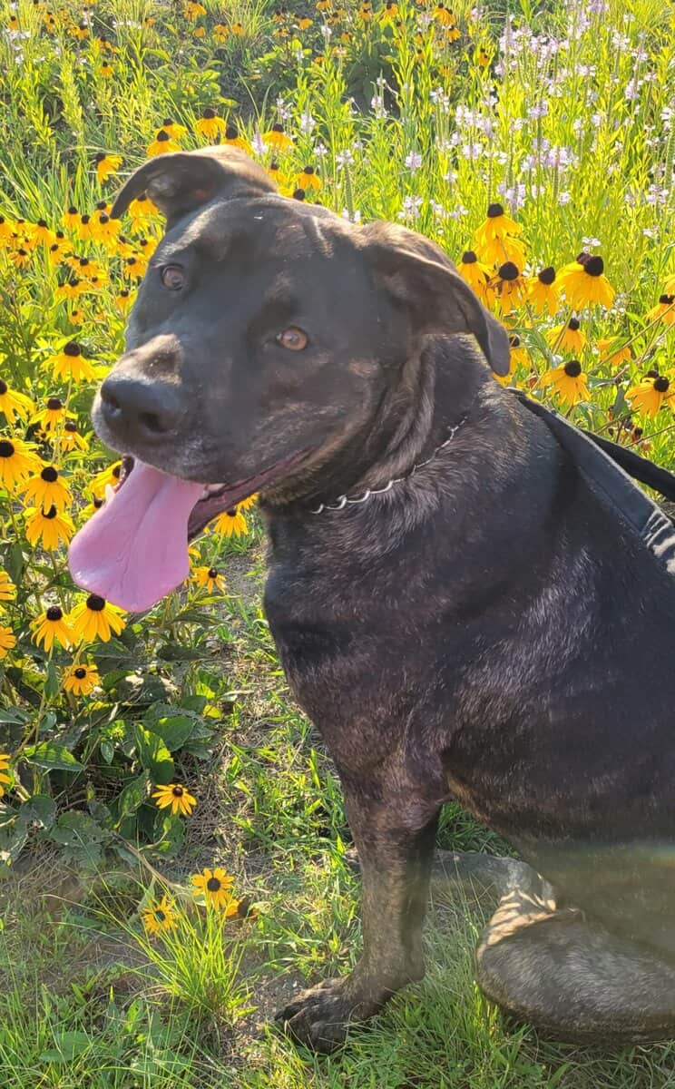 Female, large mixed breed, 3yrs old image 6