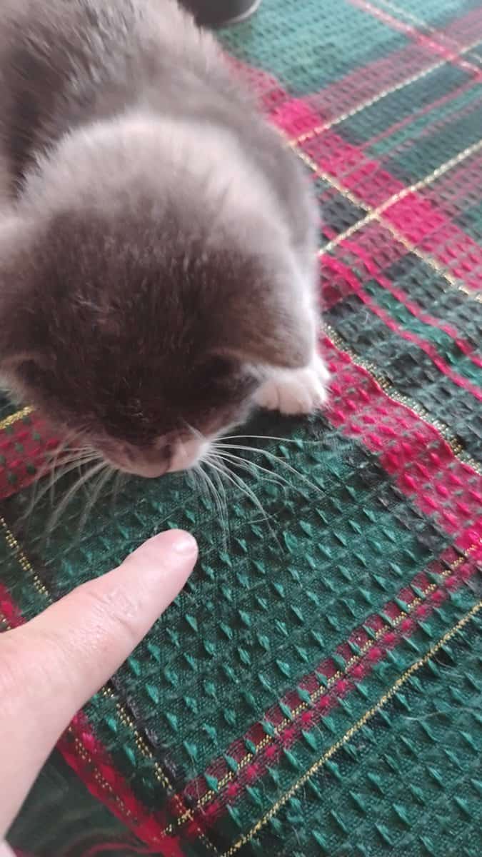 Munchkin British shorthair image 3