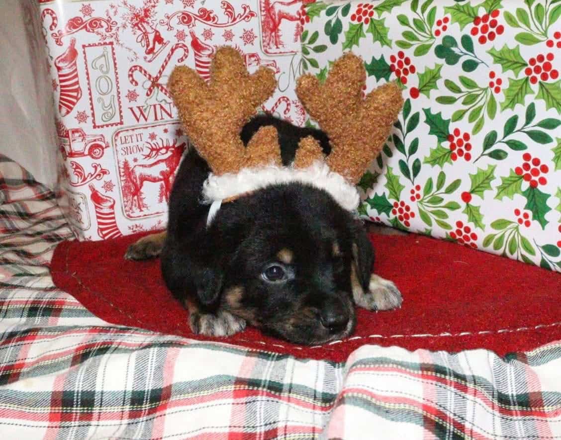 Merle doodle/blue heeler mix image 3