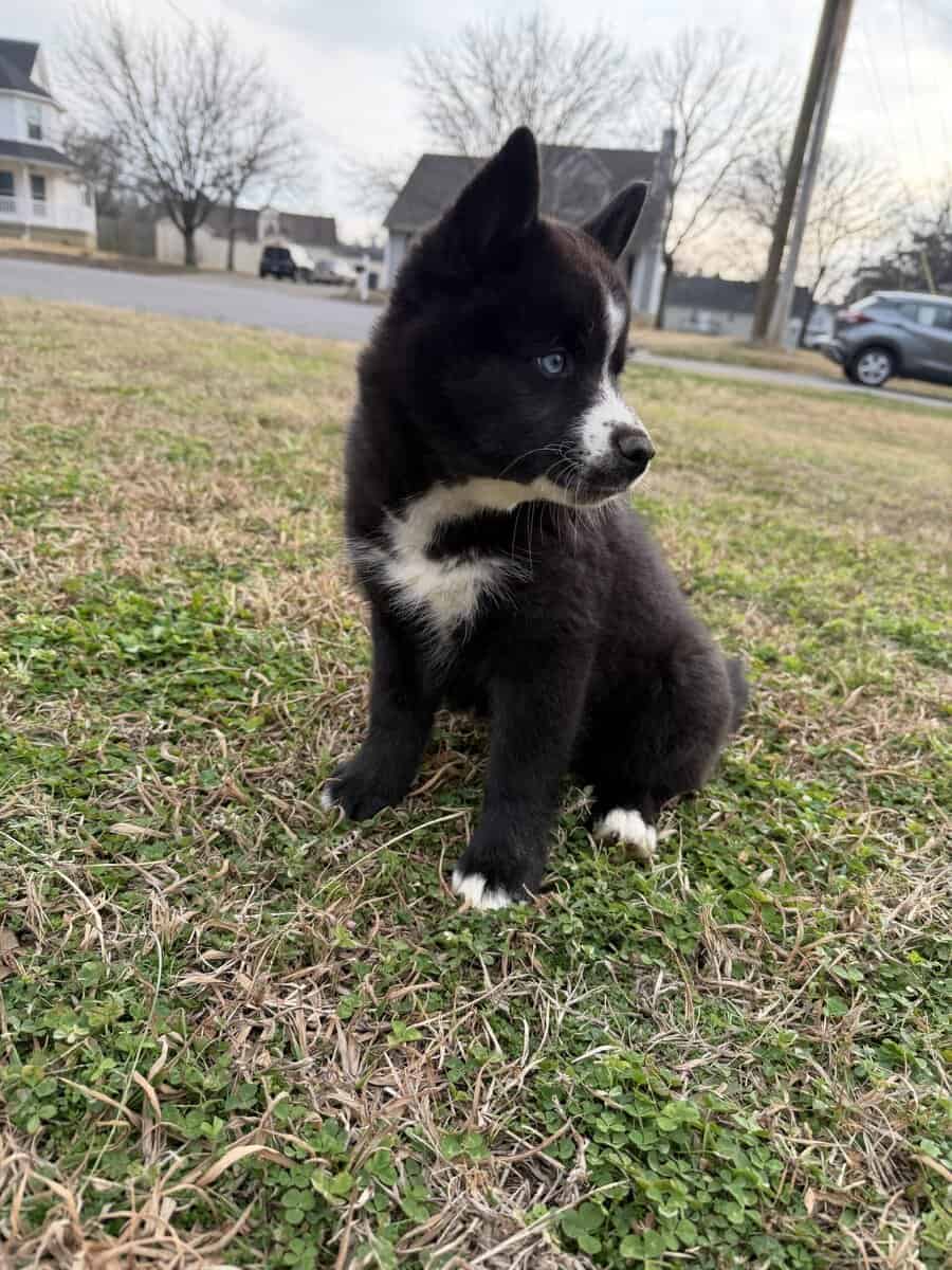 Aveline the Pomsky image 9