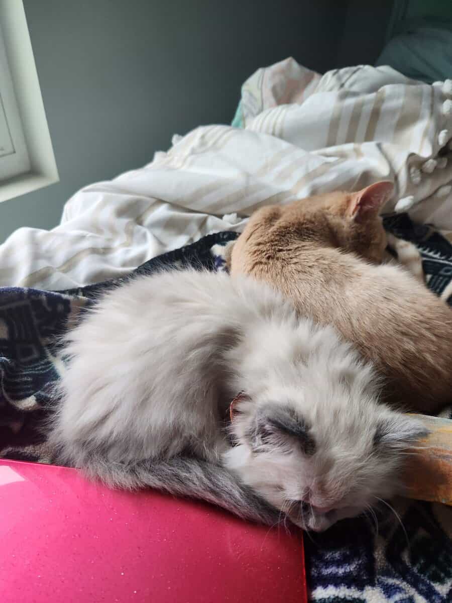 Blue Mitted long hair Ragdoll kitten 12 weeks $800 image 7