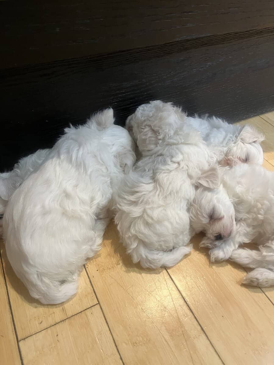 Maltese puppies for sale image 3