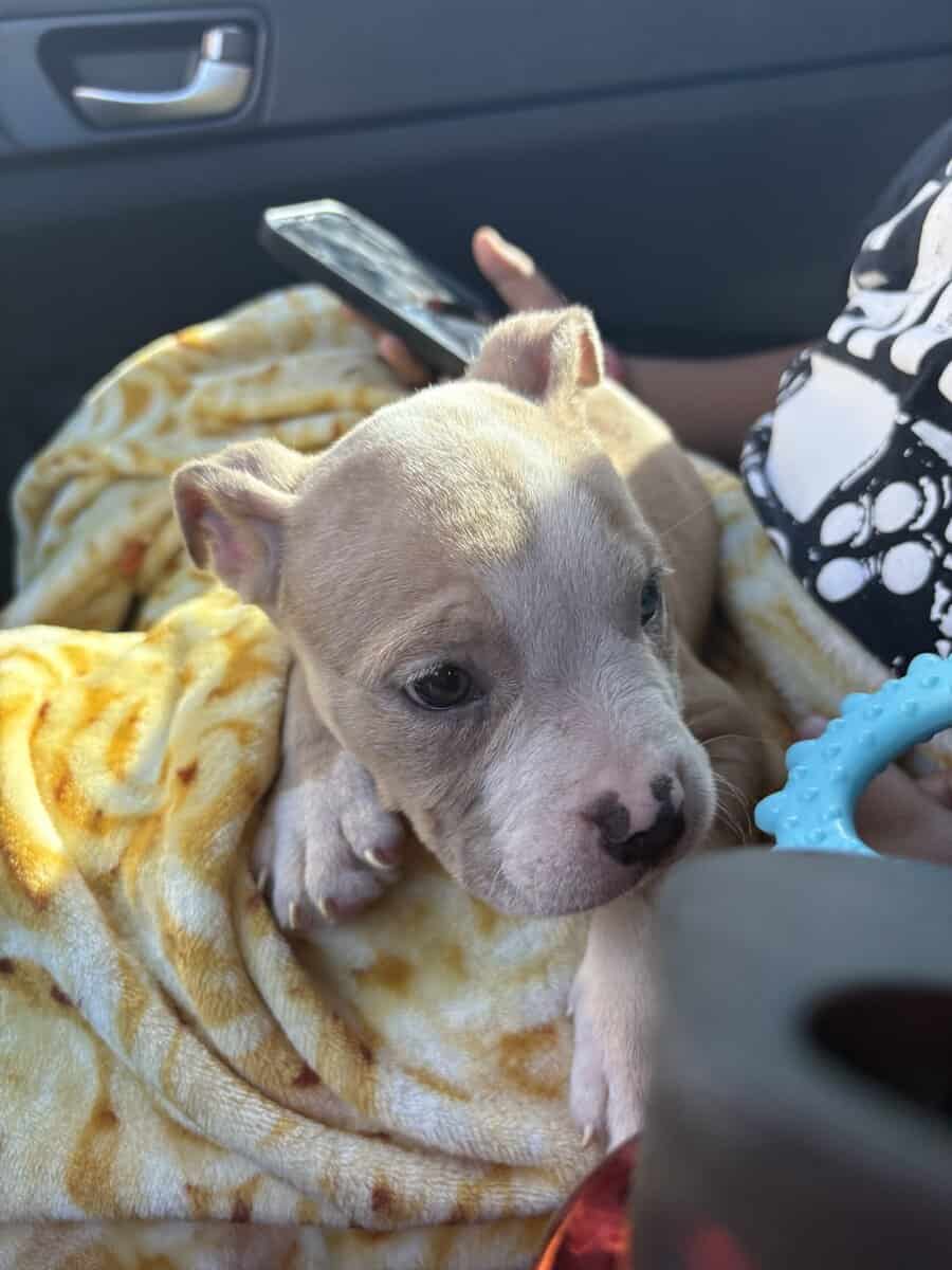 Pocket Bully looking for a home image 5