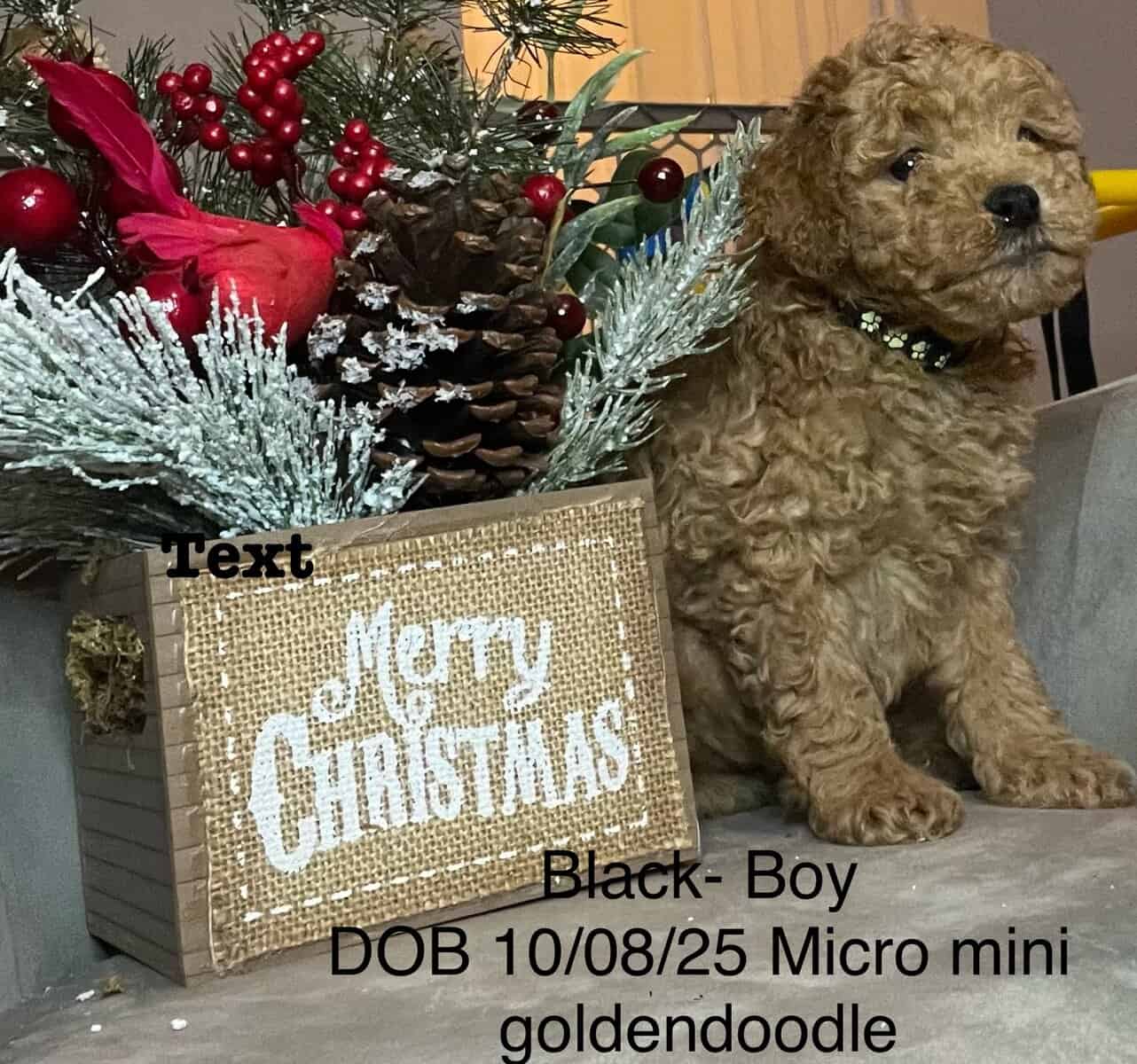 Micro Mini GoldenDoodles image 2