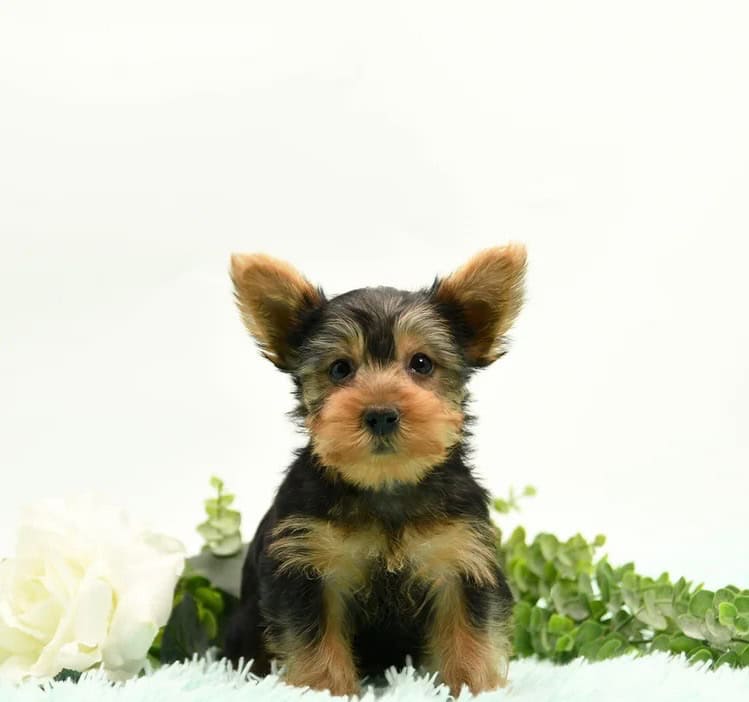 Yorkie terrier puppy image 3