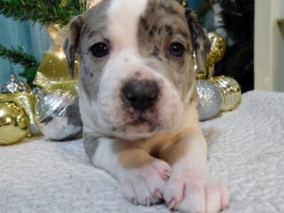 American Pitbull Terrier Mix Puppies