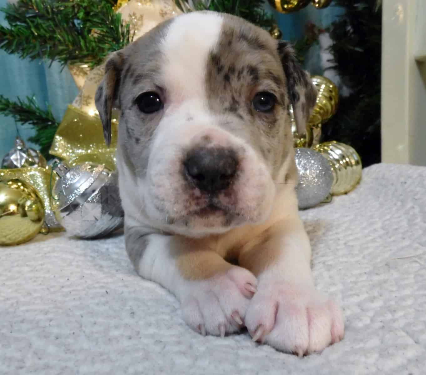 American Pitbull Terrier Mix Puppies image 1