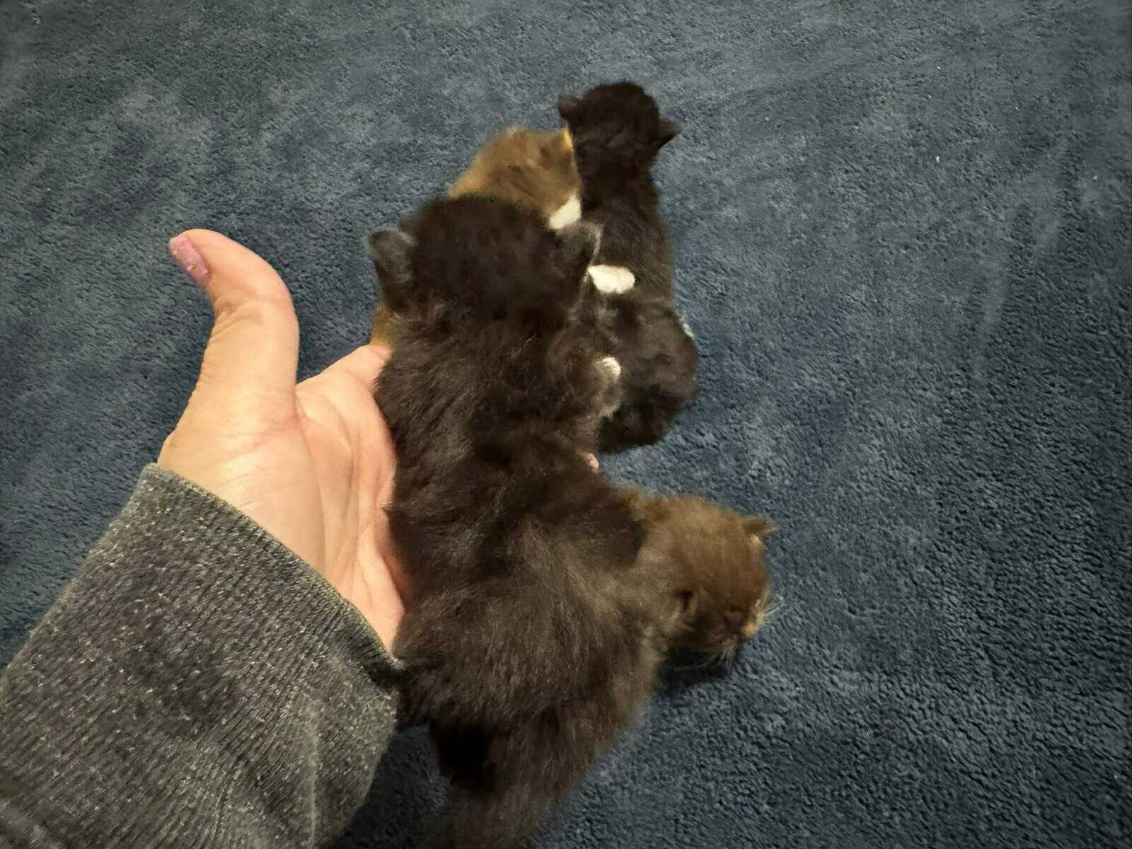 Tuxedo male standard Munchkin image 3