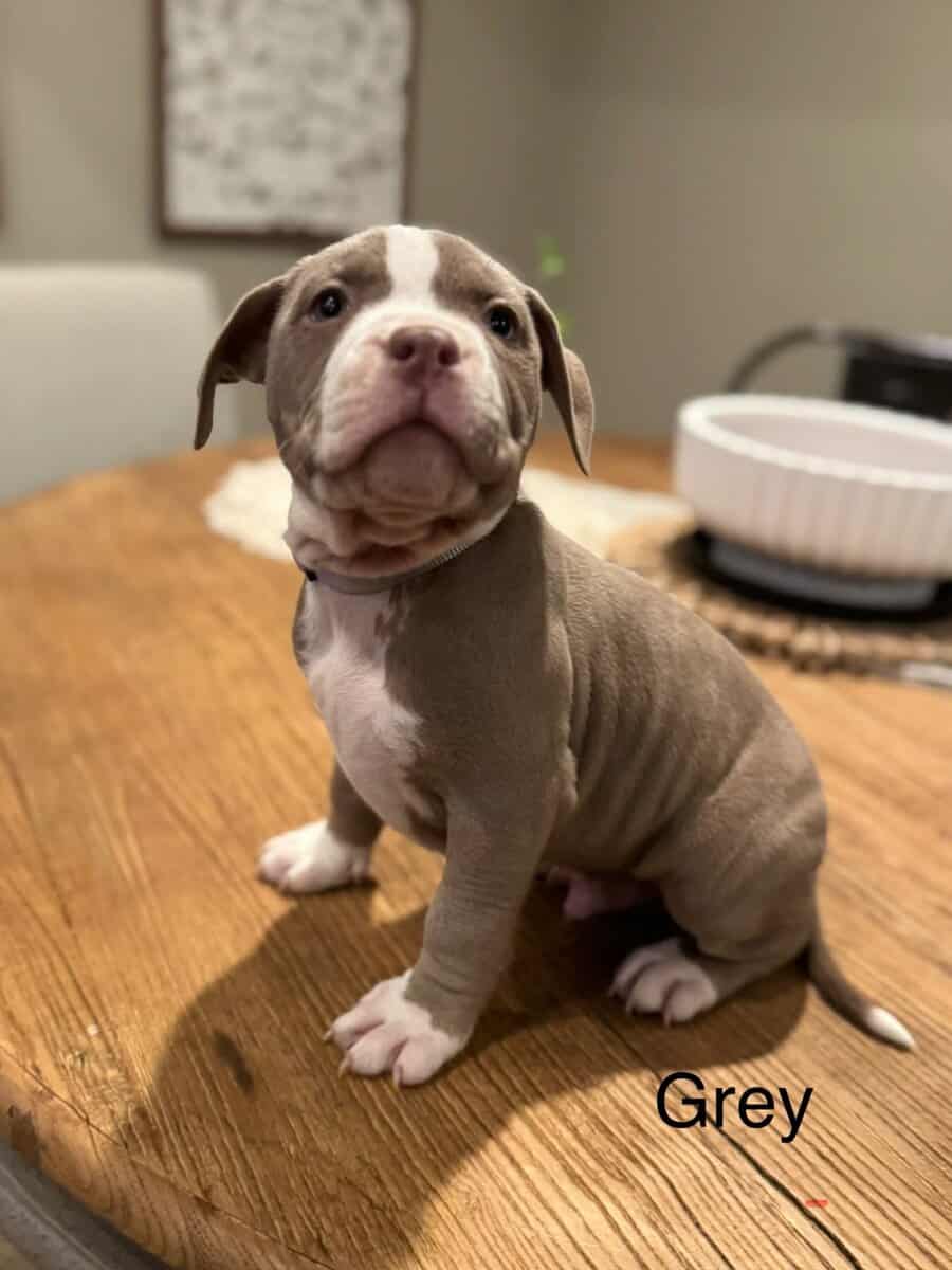 XL Bully puppies. image 2