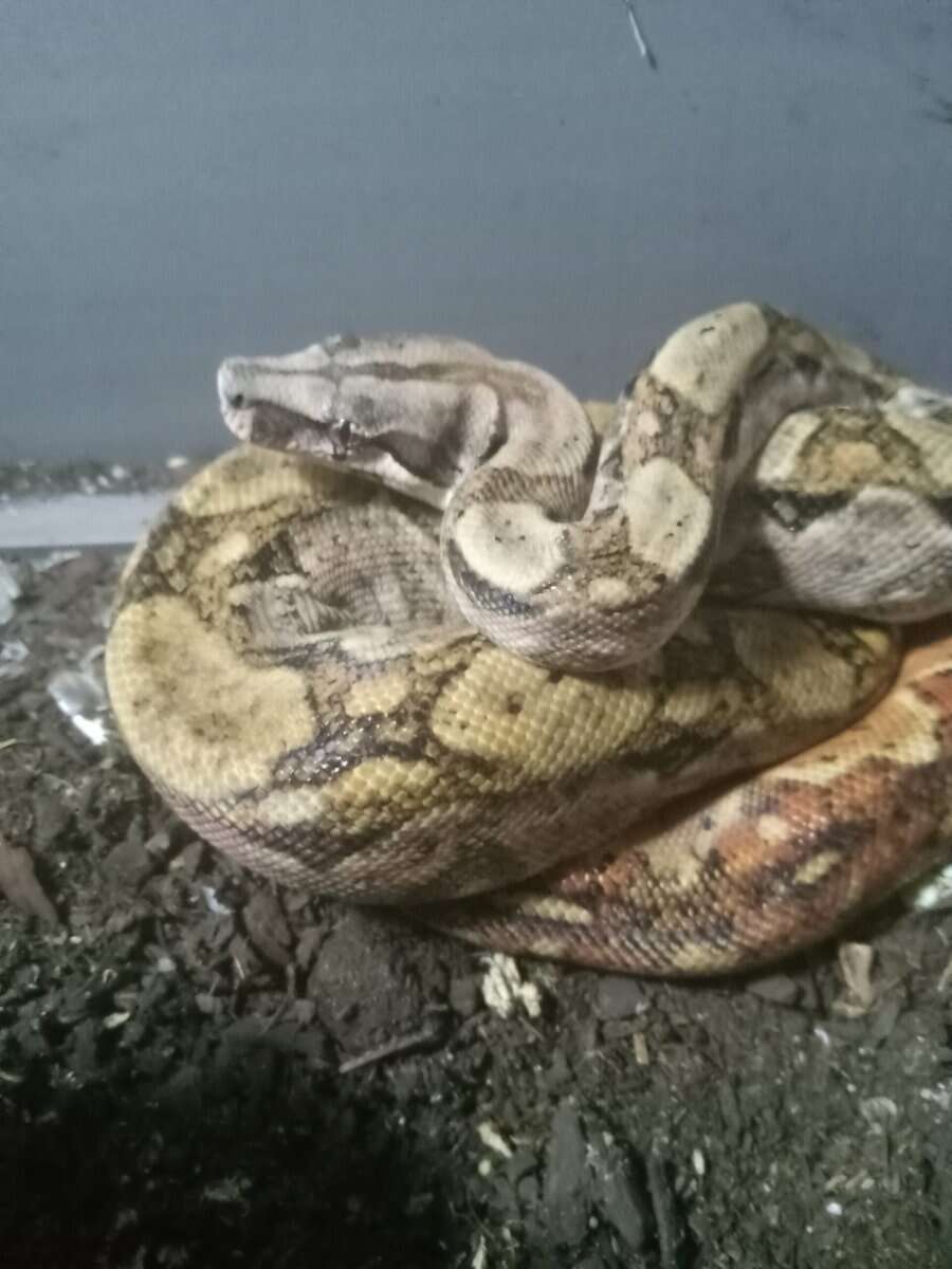 Nicaraguan central american boa juvenile male image 3